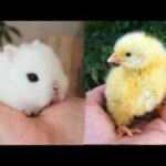 Cutest Animals! Cute baby animals Videos Compilation cute moment of the animals #17