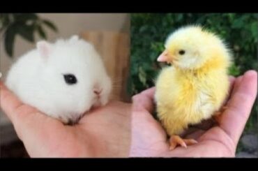 Cutest Animals! Cute baby animals Videos Compilation cute moment of the animals #17