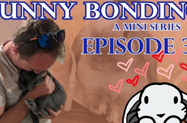 How to Bond Bunnies Episode 3! {a bunny mini-series} Successfully Bonding Rabbits for the First Time