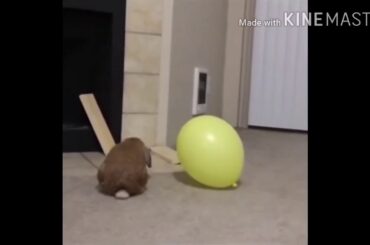 Funny and Cute Baby Bunny Rabbit Videos