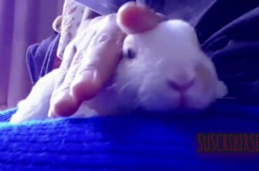 🐇🐇🥕Baby rabbit beautiful lazy first video of PEPE 💕🥕🥕🥕🐰