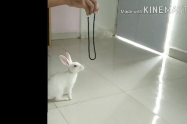 Funny baby bunny cute rabbit 11 kids and rabbit.