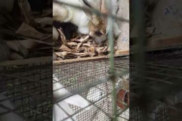 Rabbit Giving Birth to Cute Bunnies