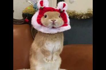 Funny and Cute Baby Bunny Rabbit Videos - Baby Animal Video Compilation