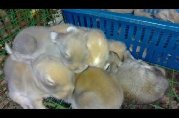 Cute sleeping rabbits