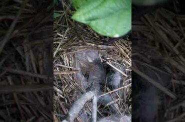 Rabbit Nest Hidden Under the Bush Beans