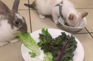 Bunny and kitten have their first meal together