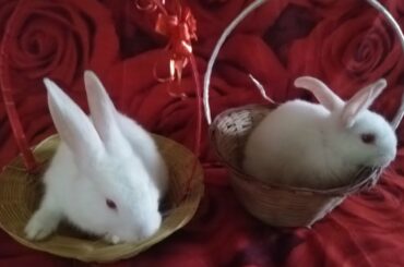 Rabbit Cute pose