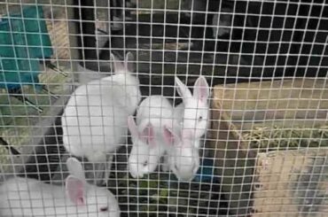 Florida White Bunnies 4-13-2012