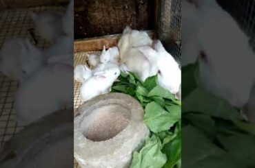 Cute little baby bunnies