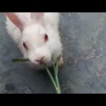 My cute rabbit..