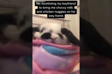 CUTE BABY BUNNY