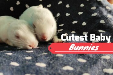 Cutest Baby Bunnies | Indian Rabbit Playing | Cute Rabbits