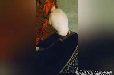 Little baby bunny have its first play on the bed