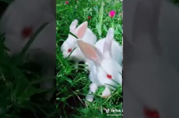 Cute baby rabbits