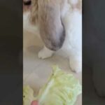 Cute rabbit eating cabbage