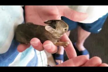 Baby Bunnies 🐰