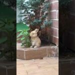Cute Rabbit eating leaves