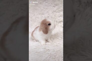 ADORABLE BABY BUNNY