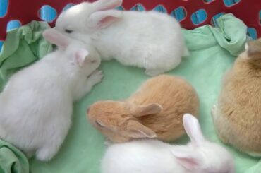 My Baby Bunnies🐰🐇
