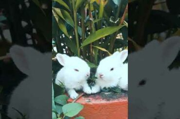 Baby bunnies playing after being eaten by lion 🦁 MUST WATCH NOW !!!!