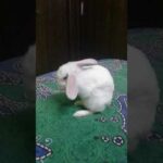 My first video on my little cute bunny please subscribe and like
