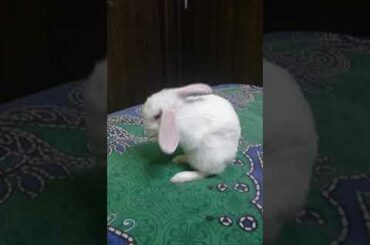 My first video on my little cute bunny please subscribe and like