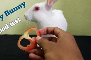 Bunny reviewing fruits || My Bunny
