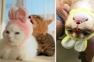 Best Cat Memes Compilation | Funny Cats Try To Be Baby Rabbits | Try Not To Laugh  - Meow Cat