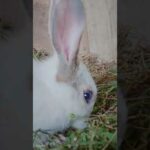Cute rabbit 😍😍💕😍