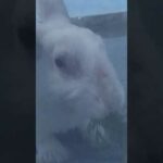 Master Bunny Rabbit | The Natural Beautiful Rabbit Bunny Small Baby Beauties | BUNNY'S MASTER'S