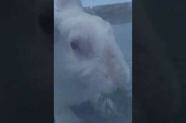 Master Bunny Rabbit | The Natural Beautiful Rabbit Bunny Small Baby Beauties | BUNNY'S MASTER'S