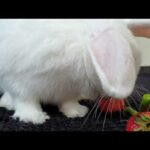 Eating Rabbit so cute
