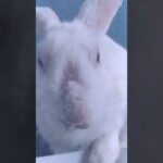 Master Bunny Rabbit | The Natural Beautiful Rabbit Bunny Small Baby Beauties | BUNNY'S MASTER'S