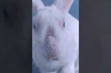 Master Bunny Rabbit | The Natural Beautiful Rabbit Bunny Small Baby Beauties | BUNNY'S MASTER'S