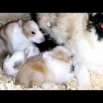 Cute rabbits breastfeed from her mother