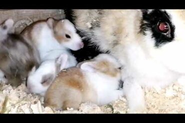 Cute rabbits breastfeed from her mother