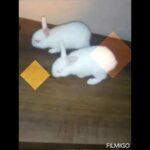 Babies of rabbit