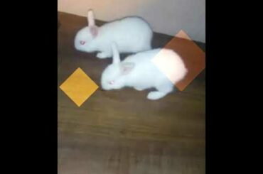 Babies of rabbit
