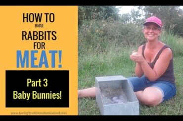 How To Raise Rabbits for Meat: Part 3 Caring for Baby Bunnies