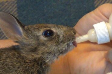 Feeding baby bunny Gordie on day 15 of baby bunny rescue
