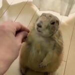 Cute rabbit reaction when greeting - how cute - 2020