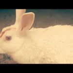 खरगोश का वीडियो A cute rabbit // baby face rabbit//