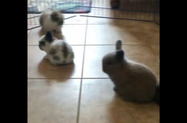 Baby bunnies playing away!