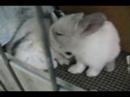 Baby bunnies--17th day