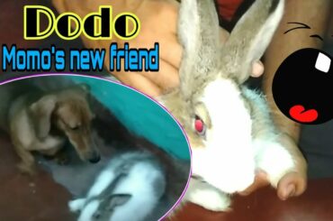 Ep# 2 Momo's new friend Dodo। Playing with rabbit । Cute Baby and pet video