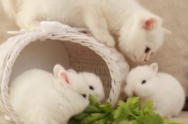 Why are they so much like me?/  Little bunnies and a white kitten