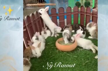 #Cute little bunny name What is the cutest type of bunny 🐰