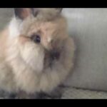 My new baby bunny!!! ❤️❤️❤️ (Lionhead bunny-boy)