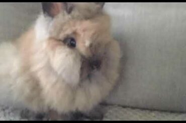 My new baby bunny!!! ❤️❤️❤️ (Lionhead bunny-boy)
